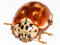 Harmonia quadripunctata